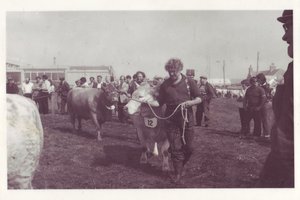 Cattle Show 1983